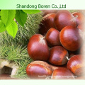 New Crop Chinese Fresh Chestnuts